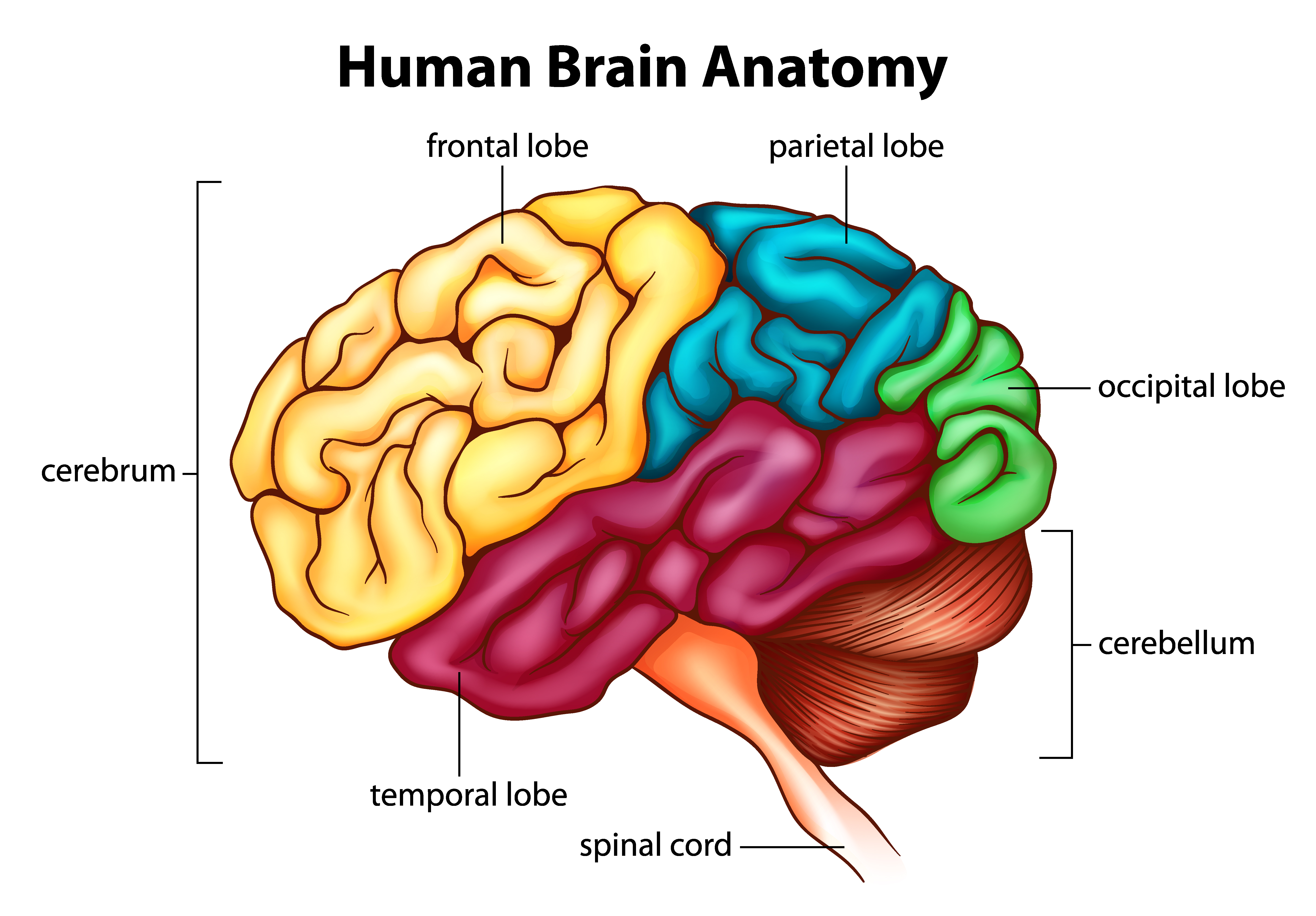 Het anatomisch model van het menselijk brein